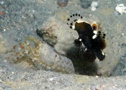 Graceful partner goby & Red spot snapping shrimp - Very s... by Anel Van Veelen 